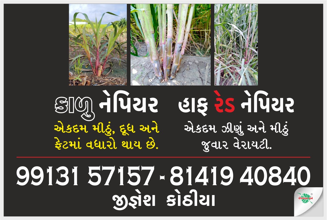 જીજ્ઞેશભાઈ કોઠીયા