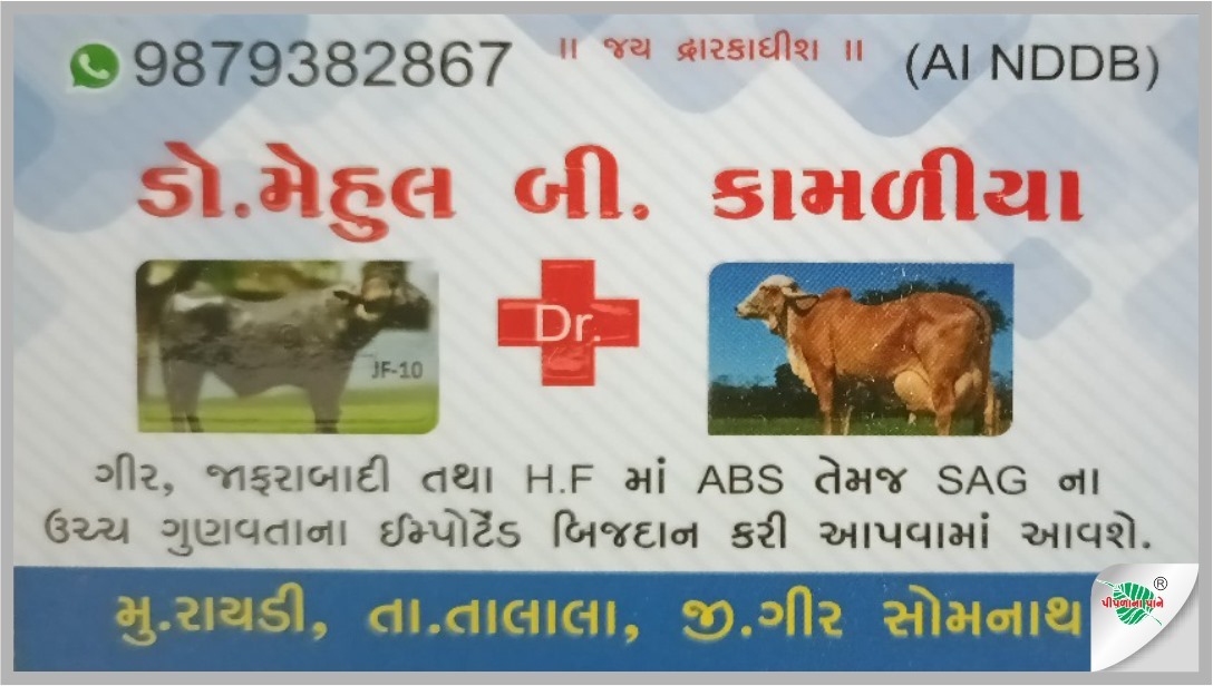 મેહુલભાઈ કામળીયા