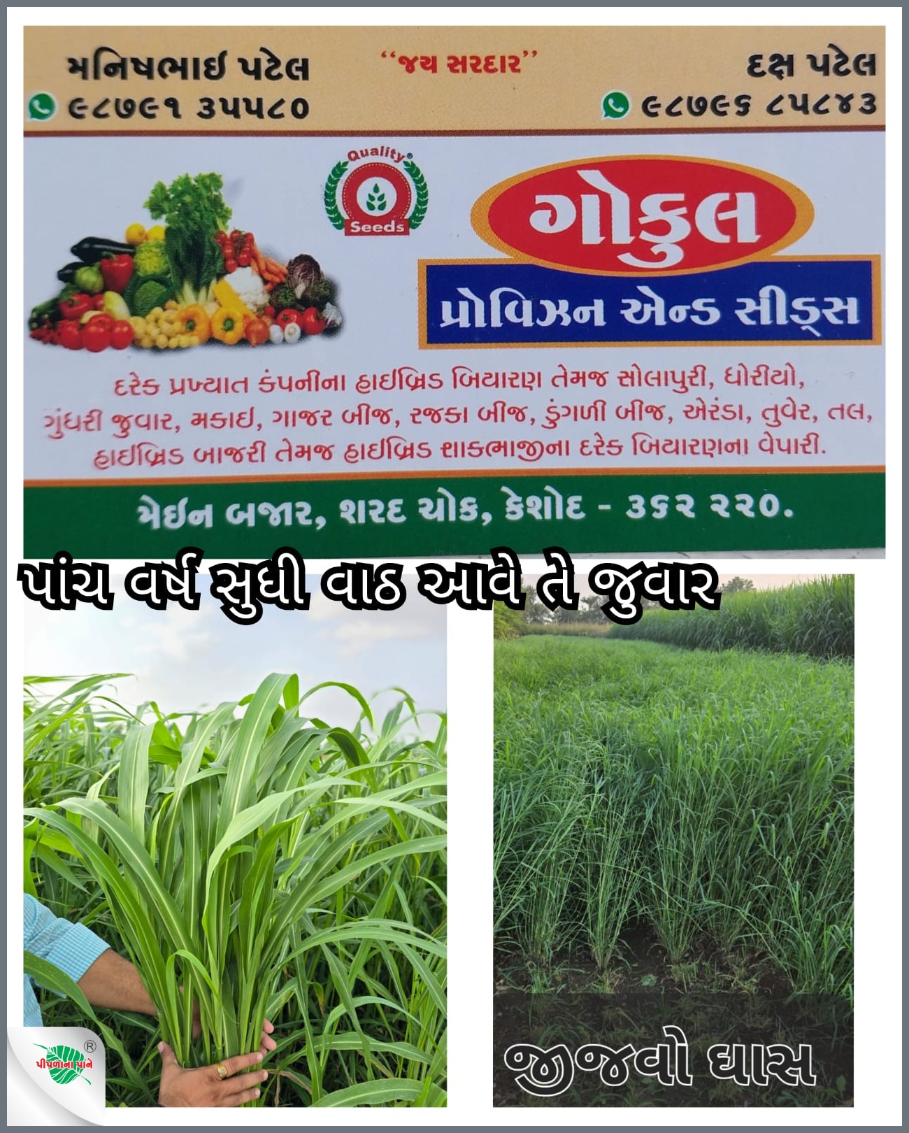 ગોકુલ પ્રોવિઝન & સીડ્સ