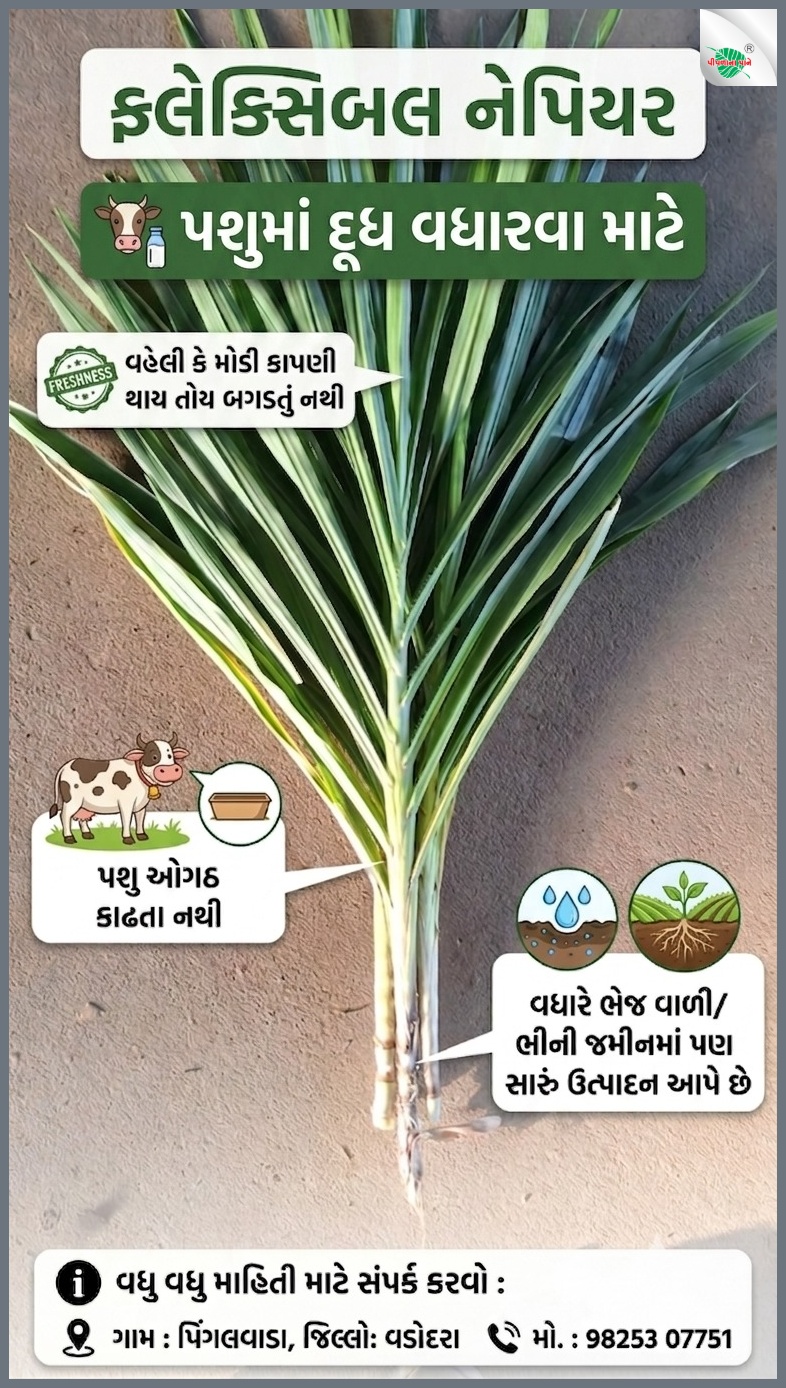 વિપુલભાઈ શાહ