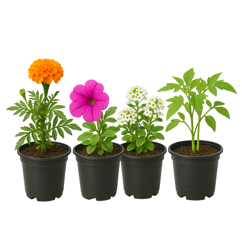 नर्सरी पौधे