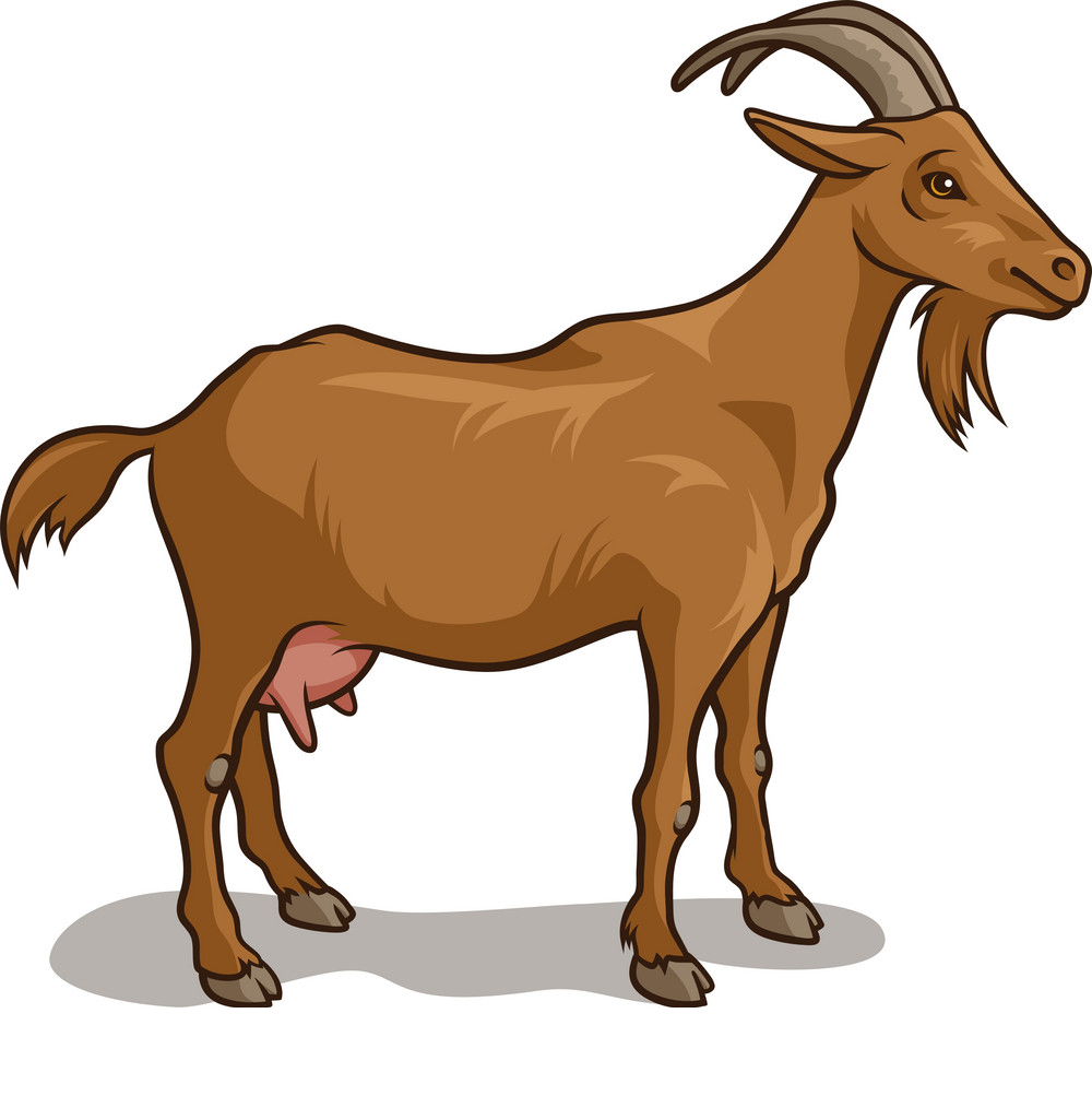 भेड़ और बकरी