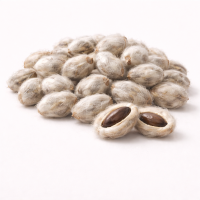 कापूस बियाणे