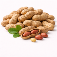 शेंगदाण्याच्या शेंगा (कच्च्या)