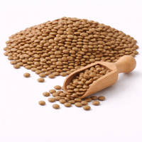 मसूर (साबूत)