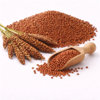 रागी (फिंगर मिलेट)