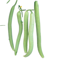 लंबा तरबूज (ककरी)