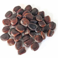 Tamarind Seed