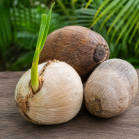 Coconut Seed