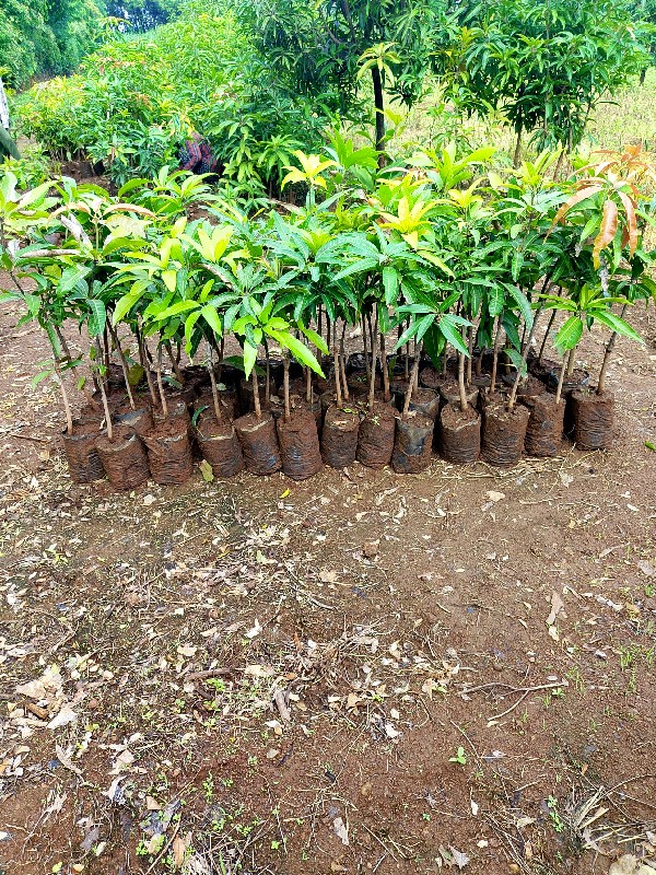 Post Image 4