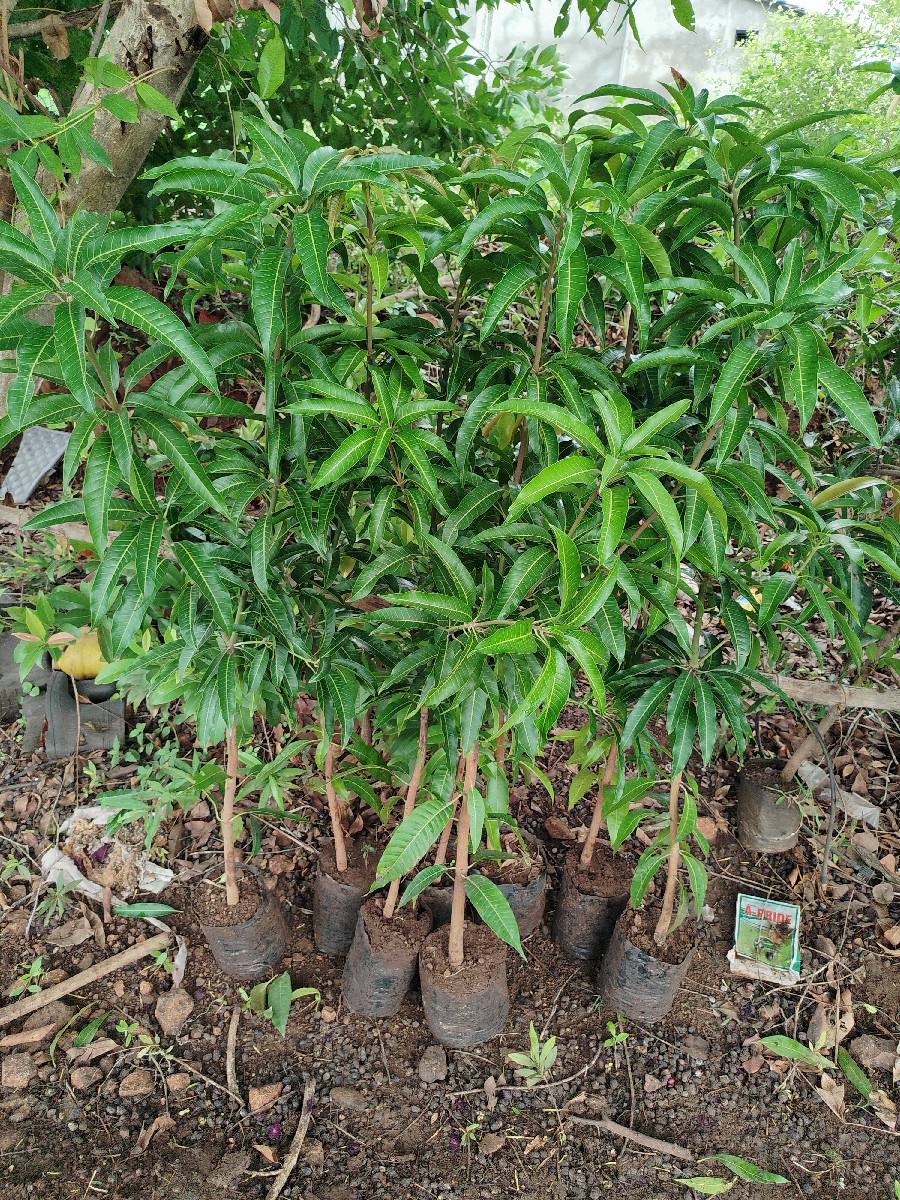 Post Image 6