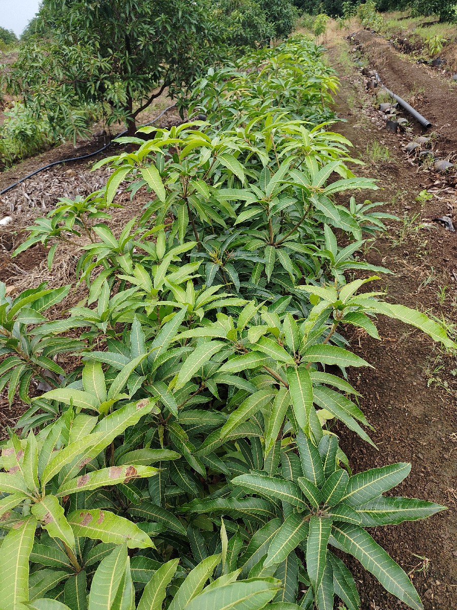 Post Image 5