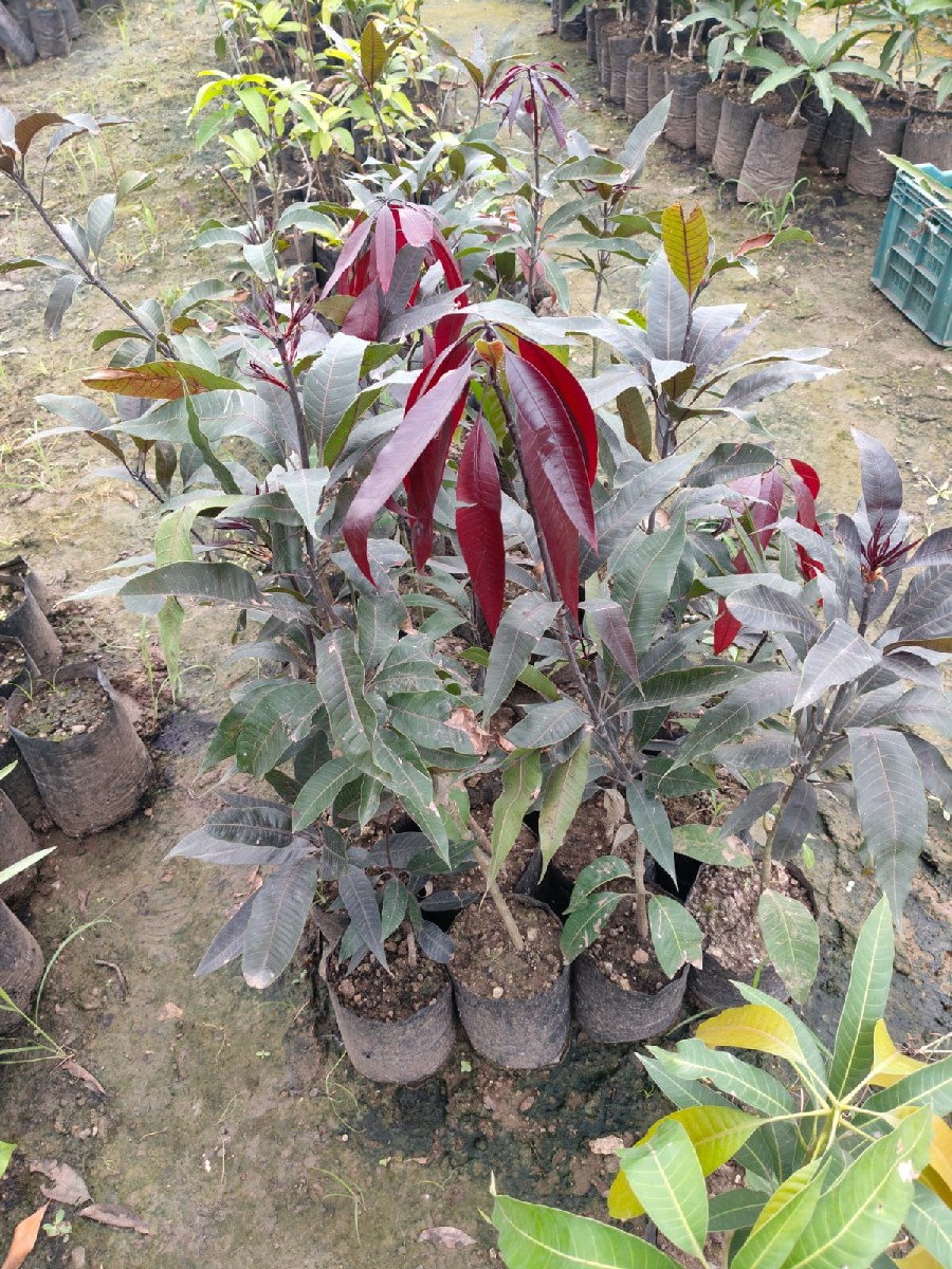 Post Image 4