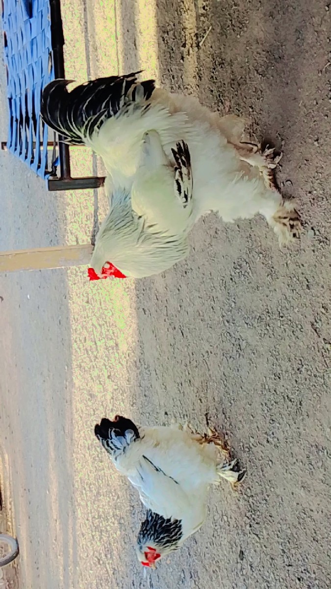 Post Image 1