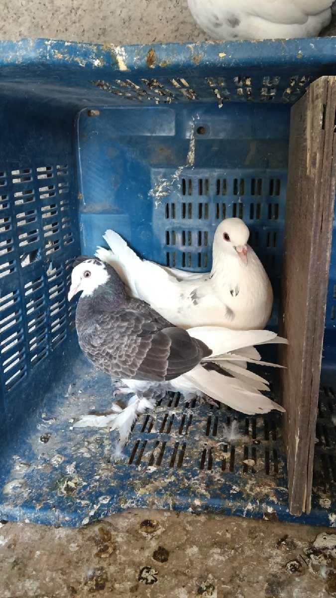 Post Image 2