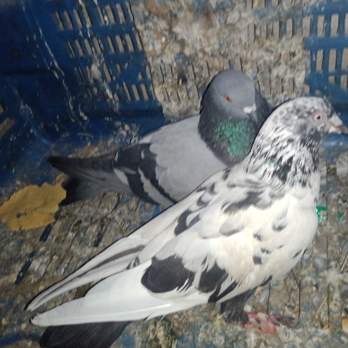 Post Image 1