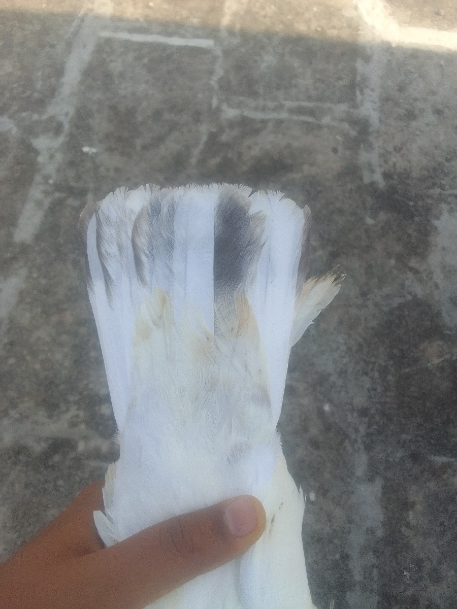 Post Image 2