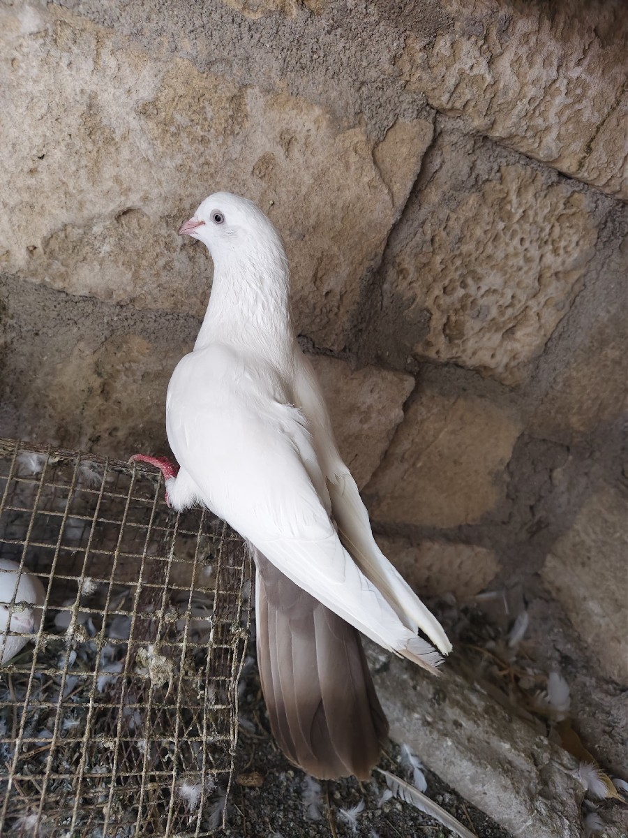 Post Image 3