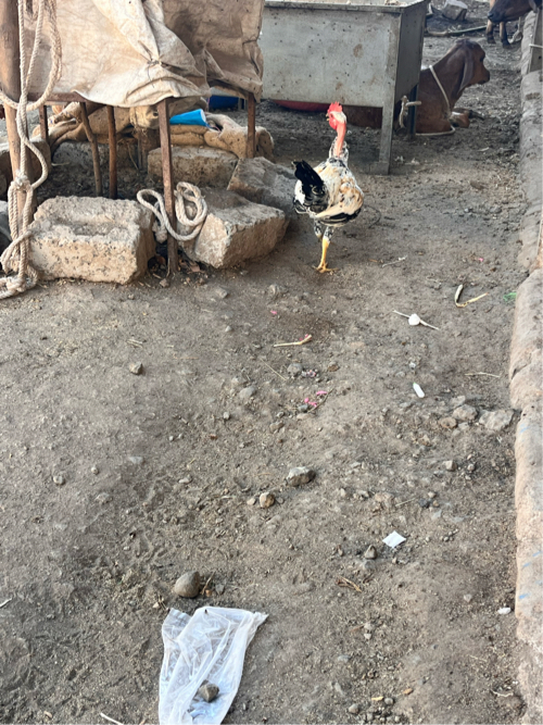 Post Image 2