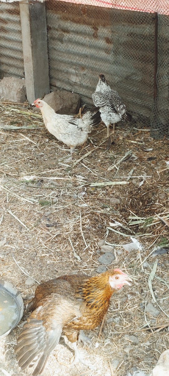 Post Image 2
