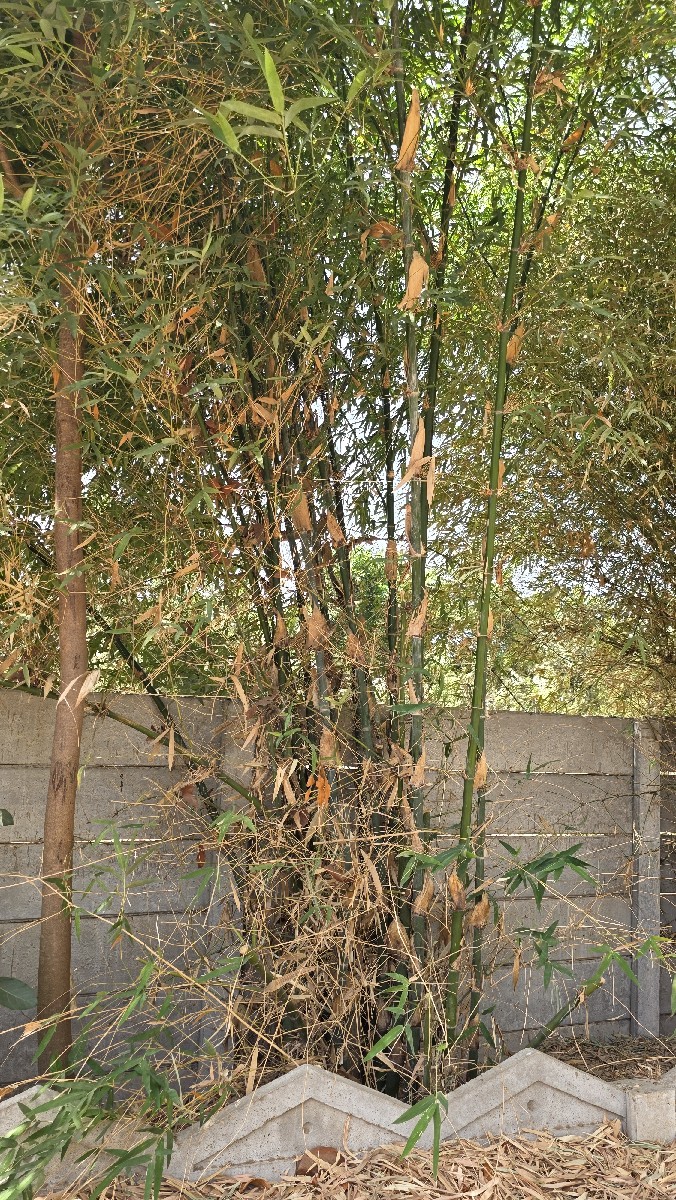 Post Image 4
