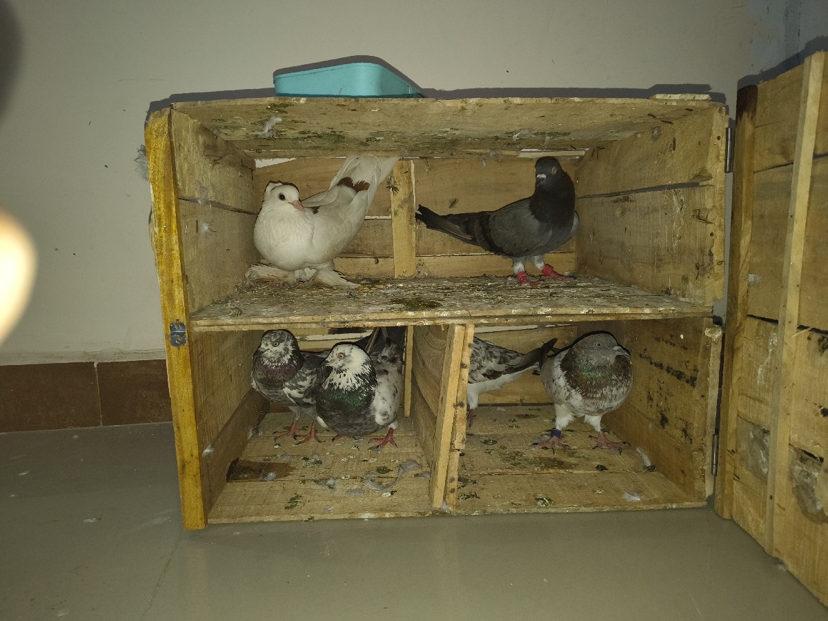 Post Image 1