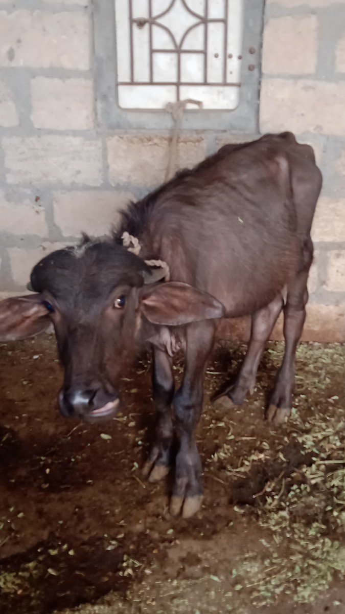 Post Image 2
