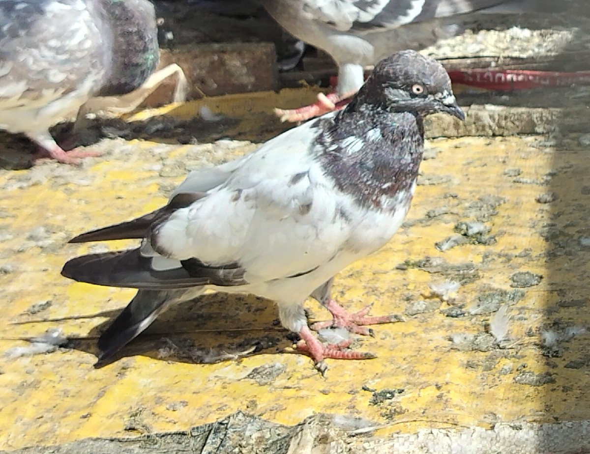 Post Image 1