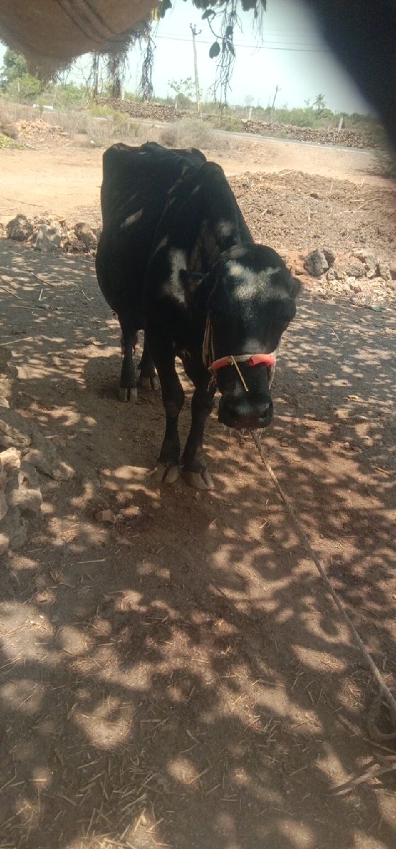 Post Image 3