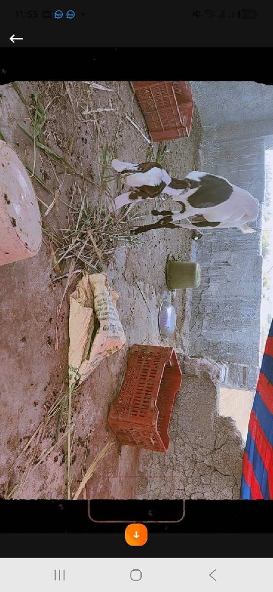 Post Image 2