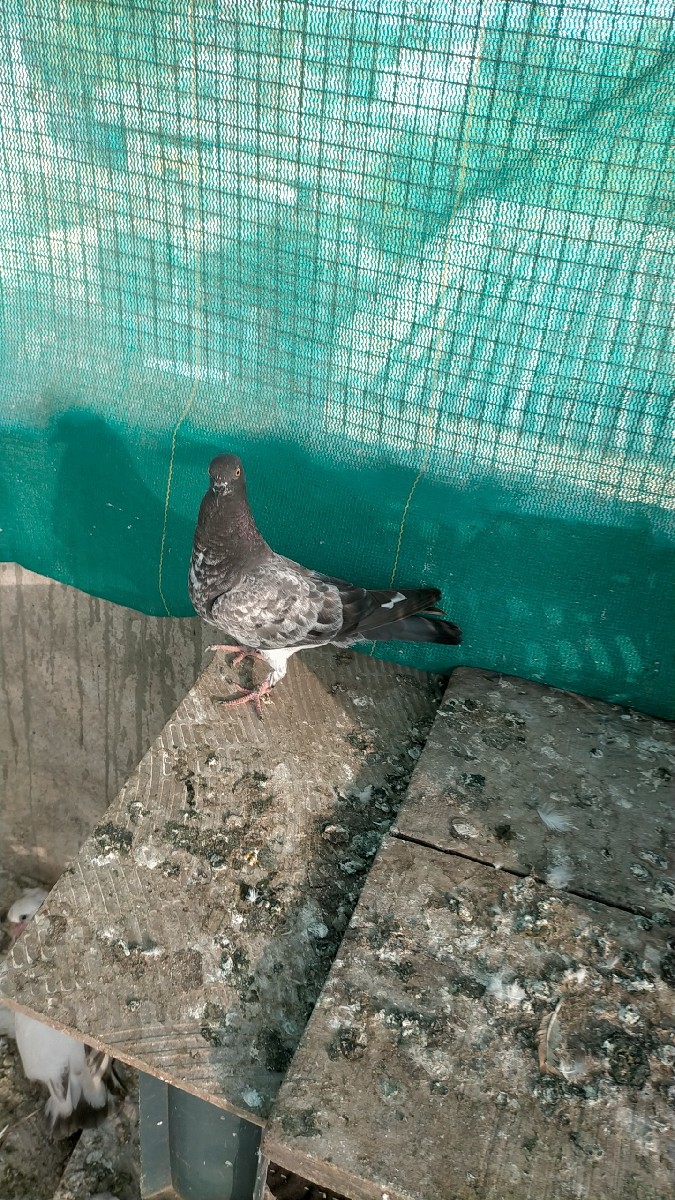 Post Image 2