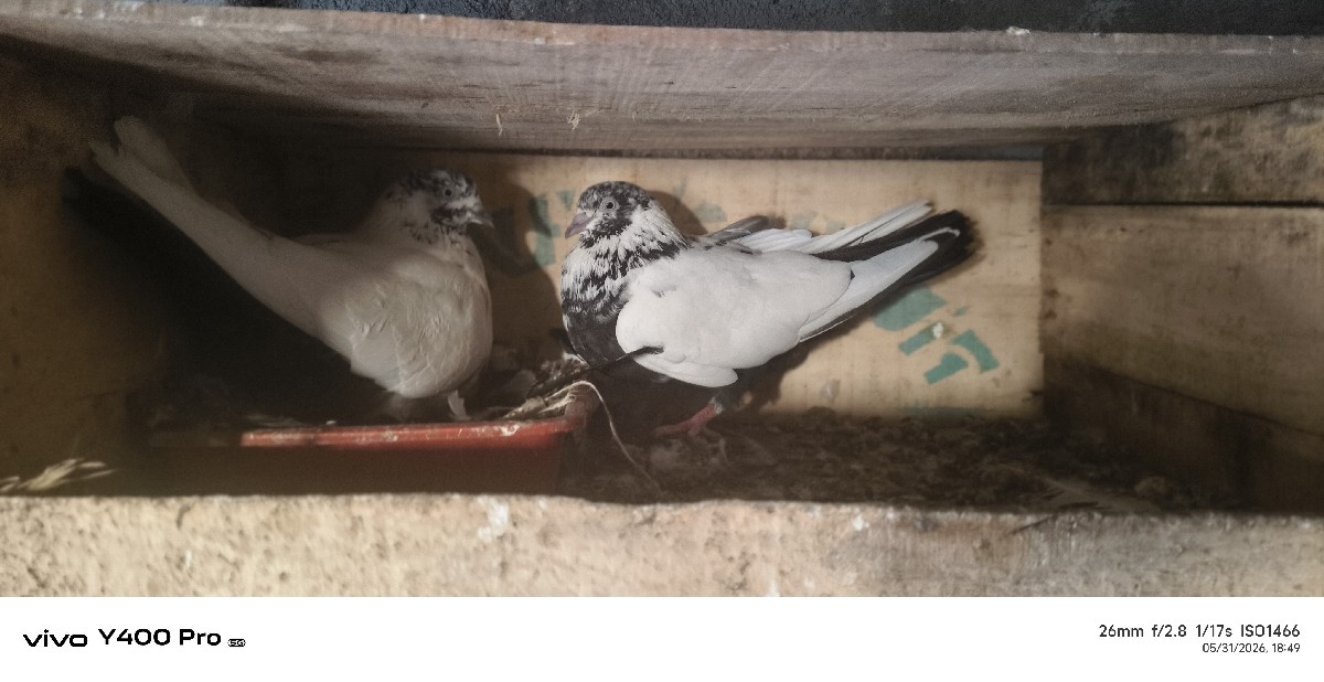 Post Image 3