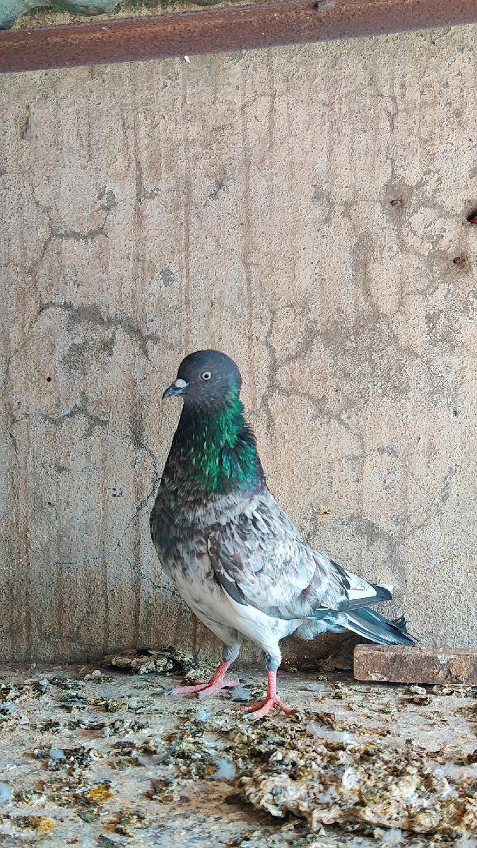 Post Image 2
