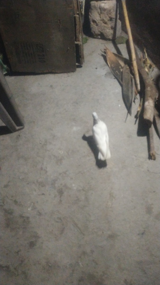 Post Image 3