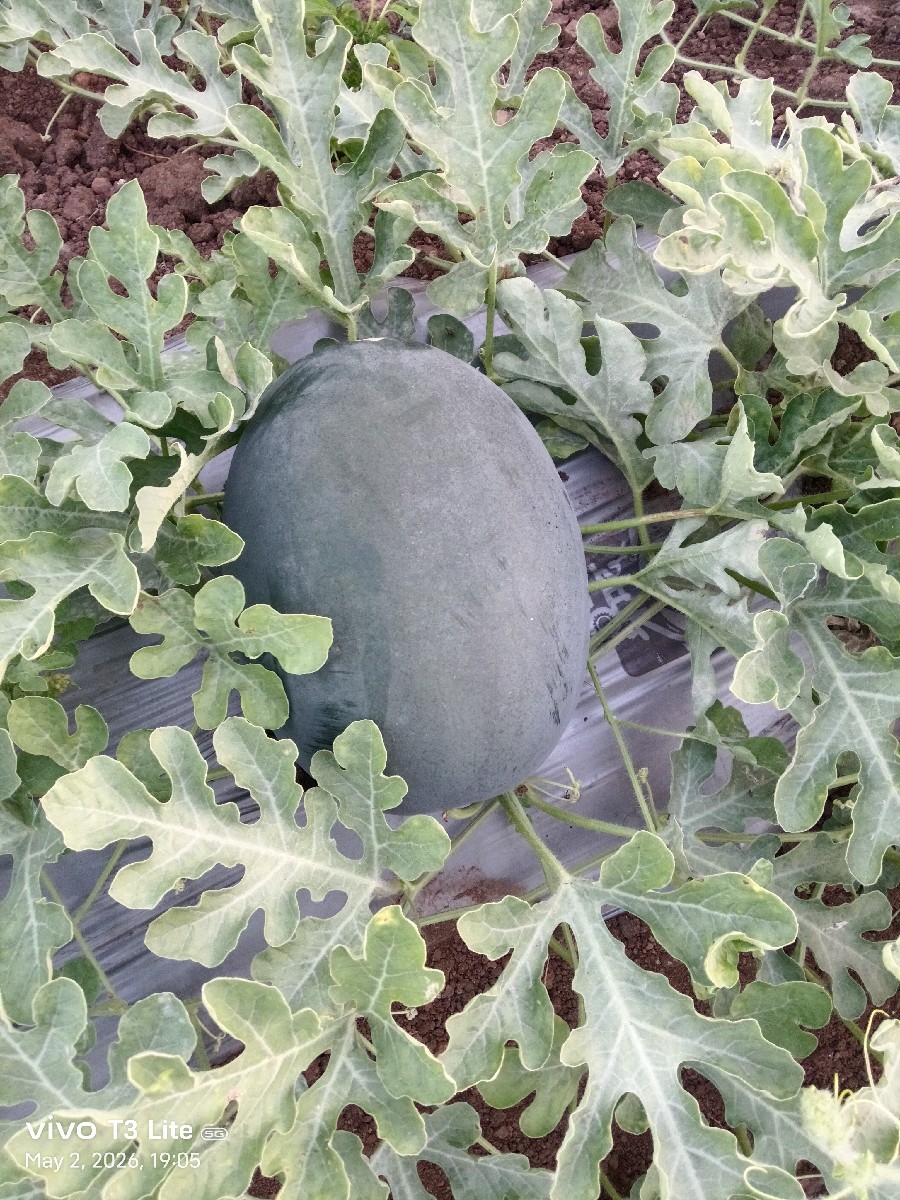 Post Image 2