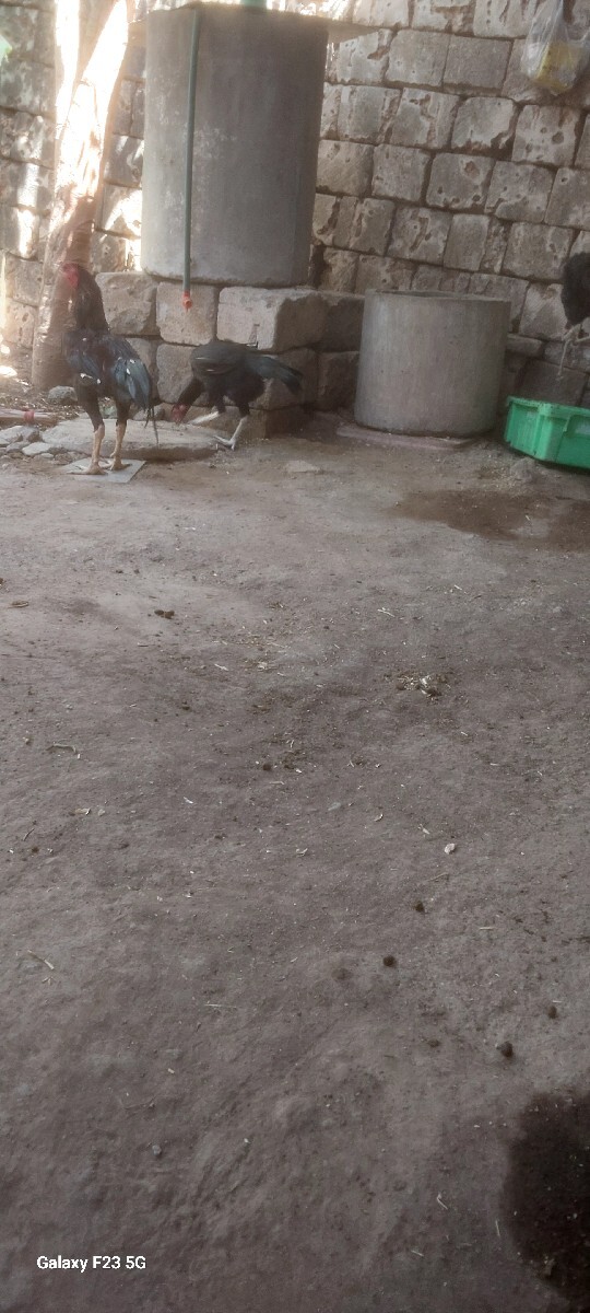 Post Image 3