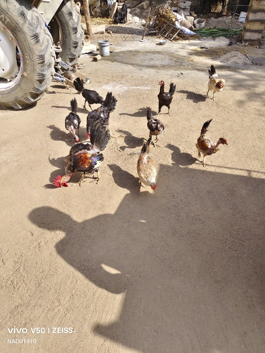 Post Image 2