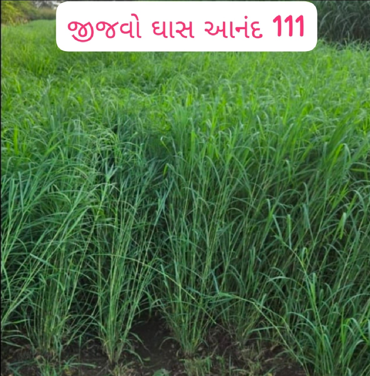 Post Image 4