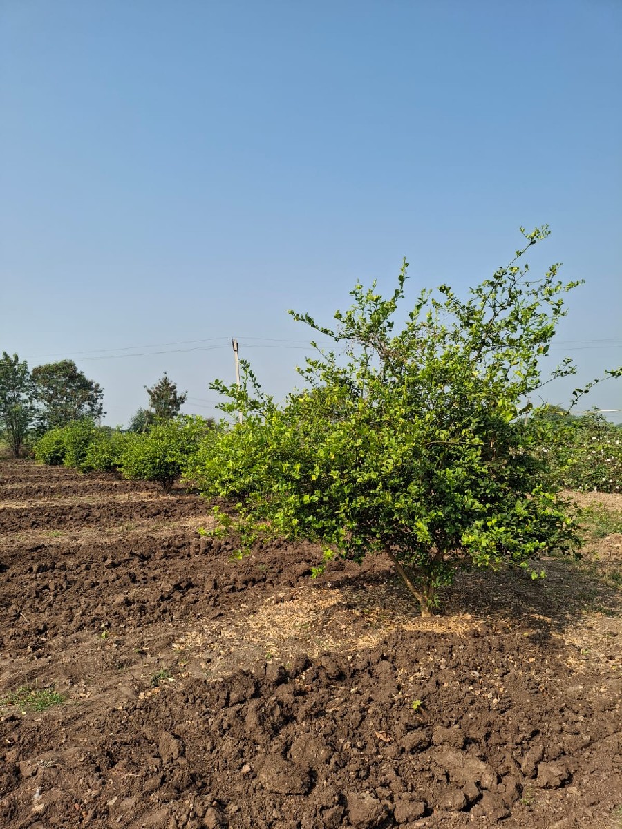 Post Image 4