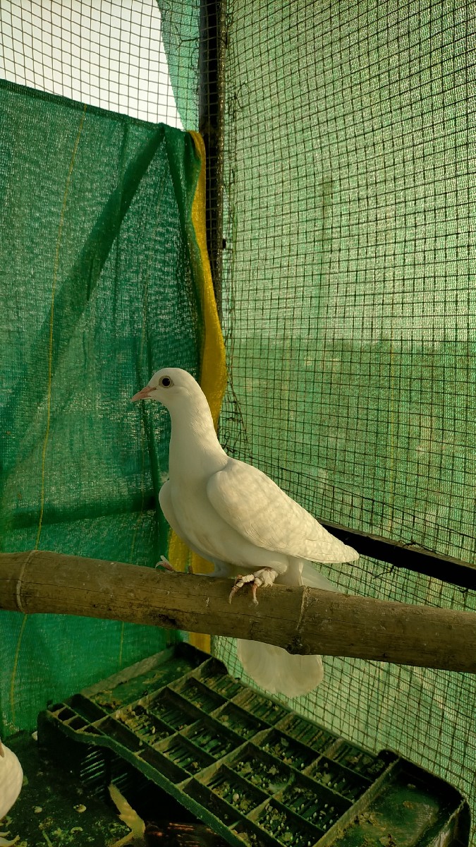 Post Image 1