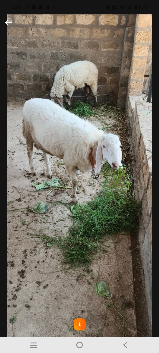 Post Image 3