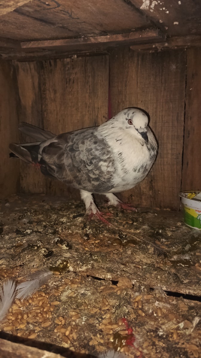 Post Image 1