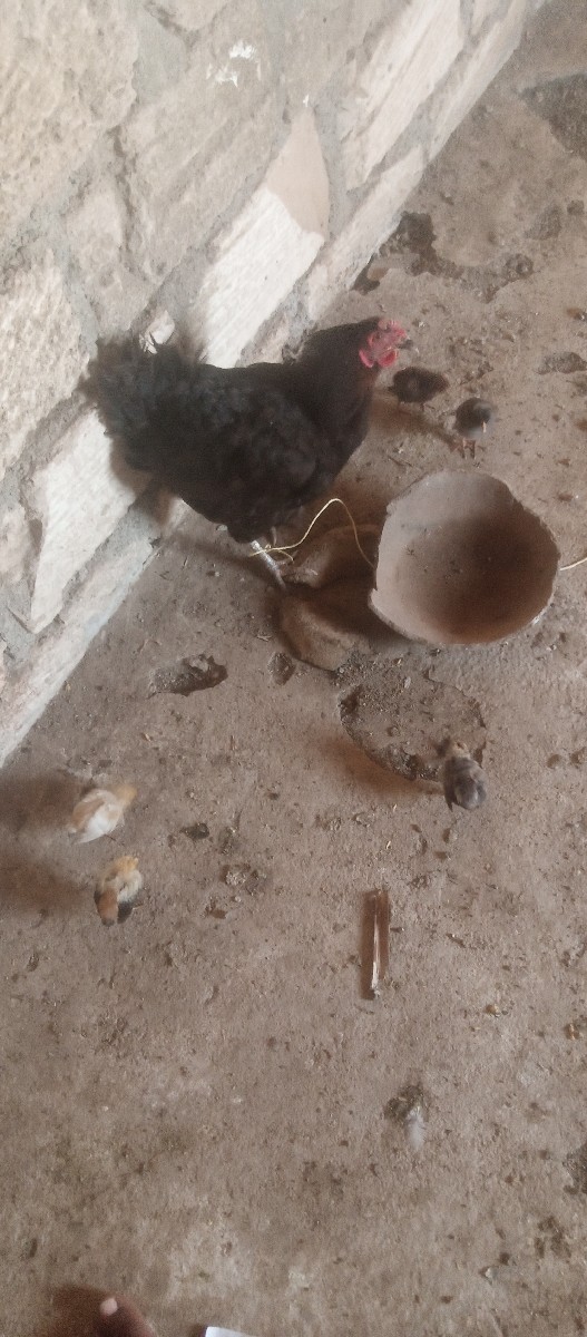 Post Image 3