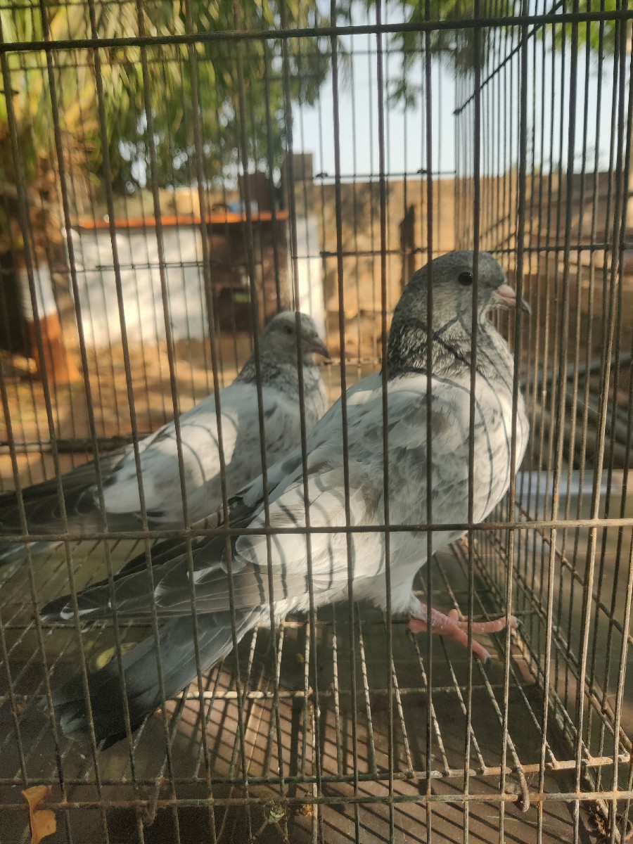 Post Image 2