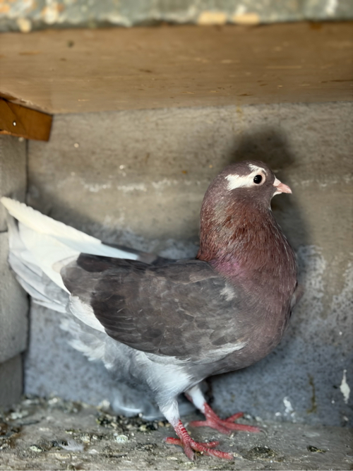 Post Image 2