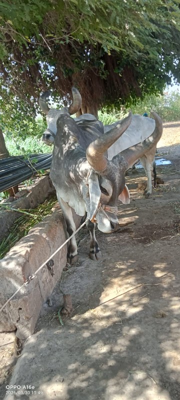 Post Image 2