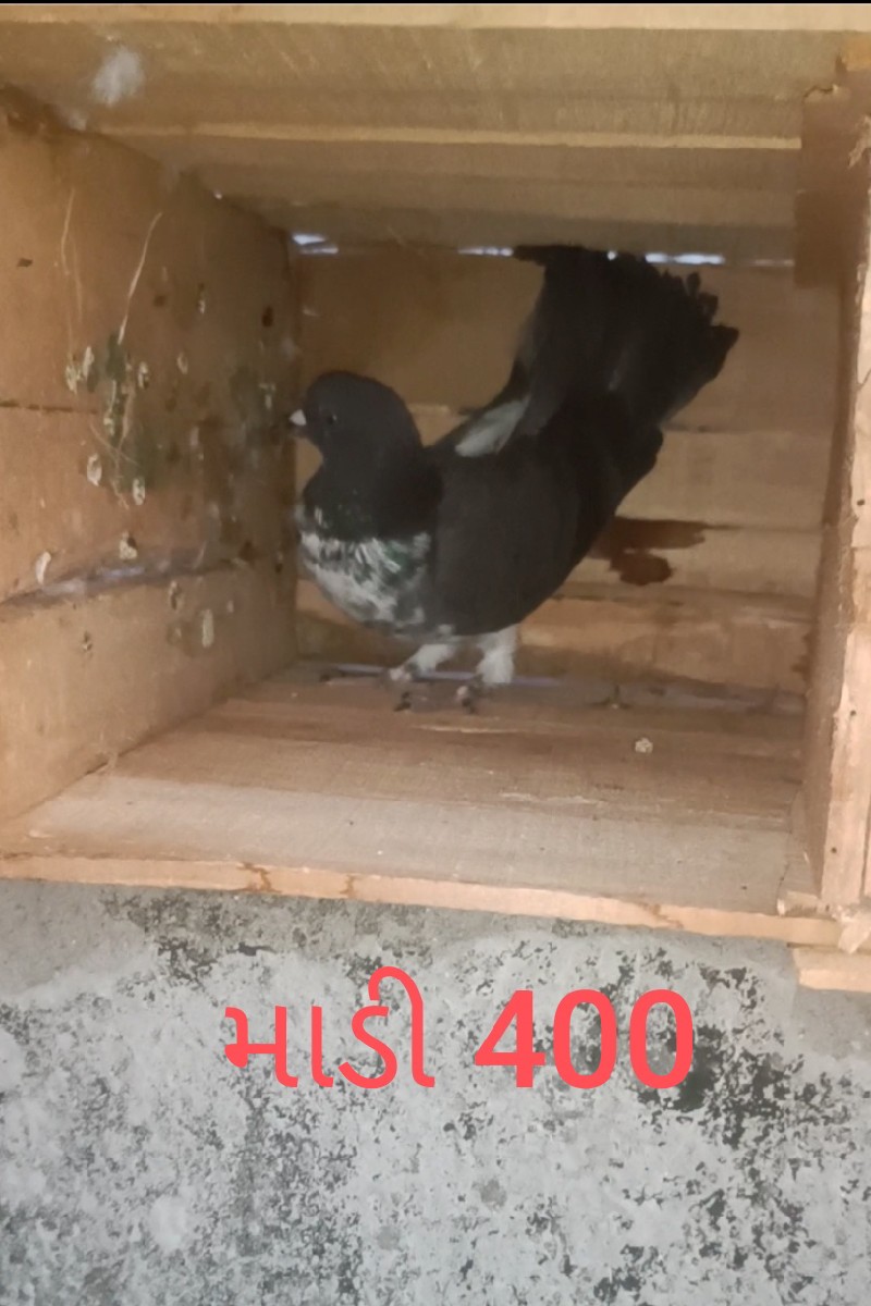 Post Image 2