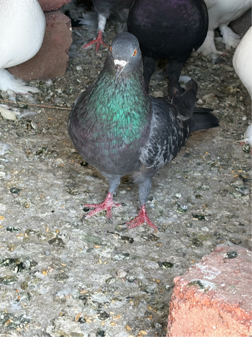 Post Image 2