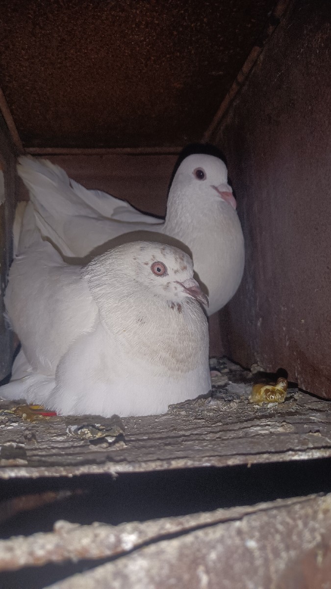 Post Image 2