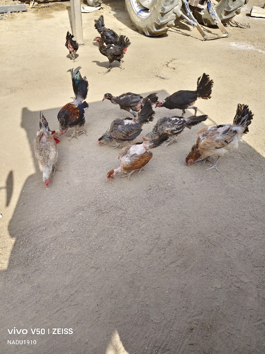 Post Image 3